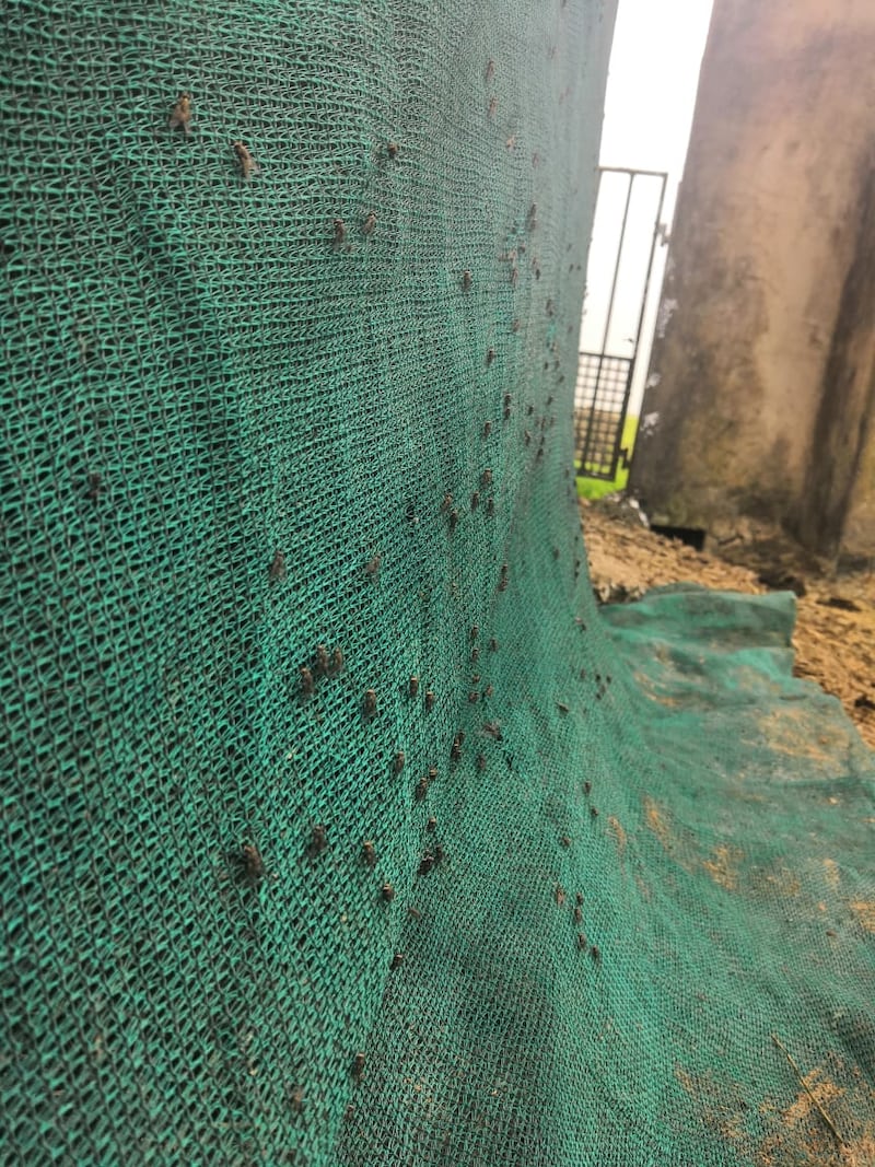 الحيوانات “تصوم” في أرياف ظفار.. ومختص يوضح