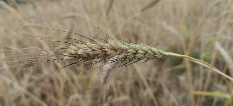زراعة القمح في وادي المعاول تؤتي أكلها