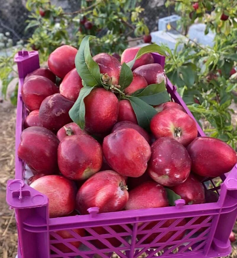 تزرع لأول مرة: فاكهة النكتارين تزين موسم الحصاد في جبل شمس