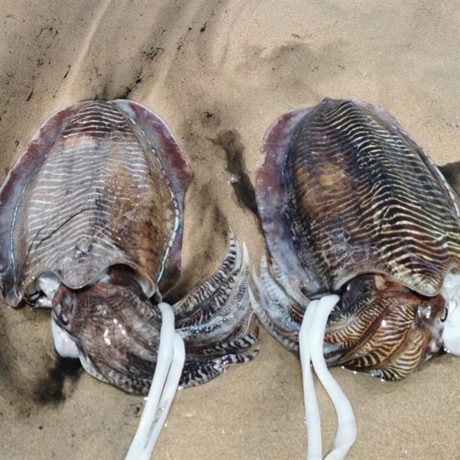 موسم (الغترو) محافظتان تشتهر به، فماذا تعرف عنه؟