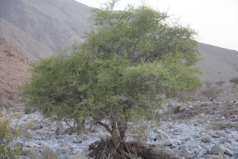 “السدرة” صيدلية متكاملة؛ فهل تعرف فوائدها؟