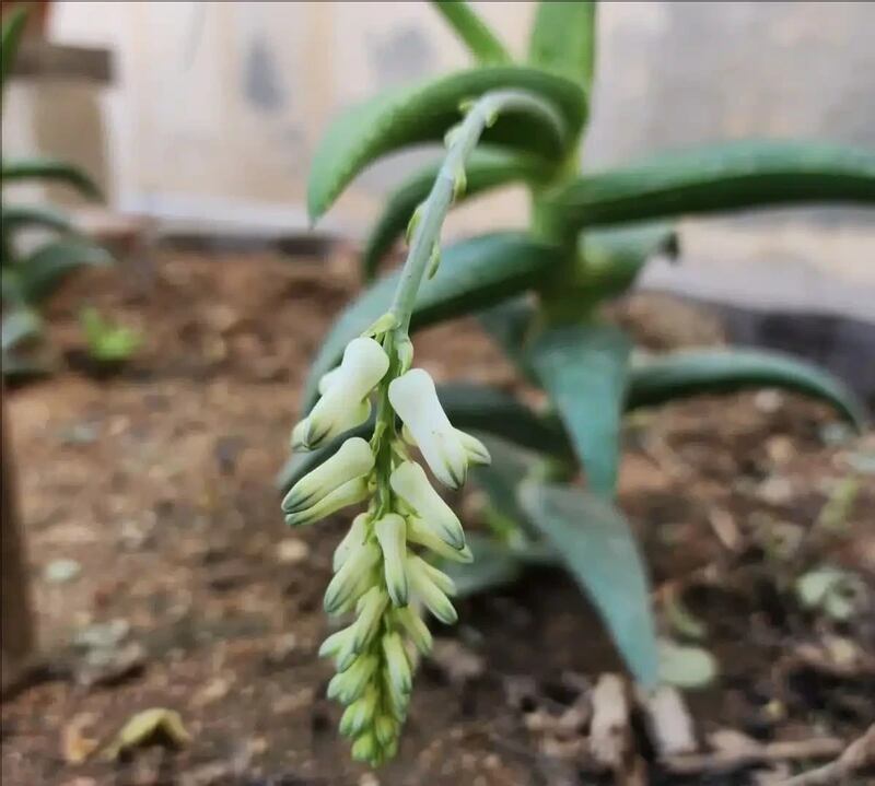 نوعان لها يوجدان في ظفار: ماذا تعرف عن “الألوة” واستخداماتها؟