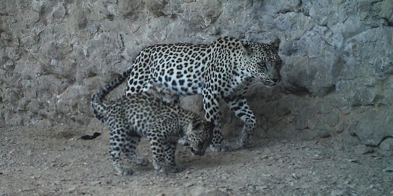 بالصور: ظهور “نادر” لأنثى النمر وشبلها في إحدى المحميات