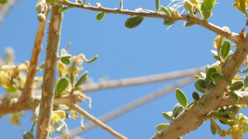 احذر من احتطاب “شجرة السرح”؛ فهناك غرامة لمن يقوم بذلك