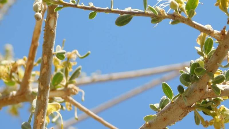 احذر من احتطاب “شجرة السرح”؛ فهناك غرامة لمن يقوم بذلك