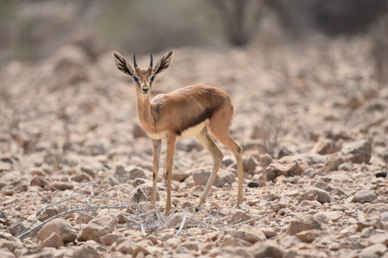 بالصور: تعرف  على محمية رأس الشجر الطبيعية