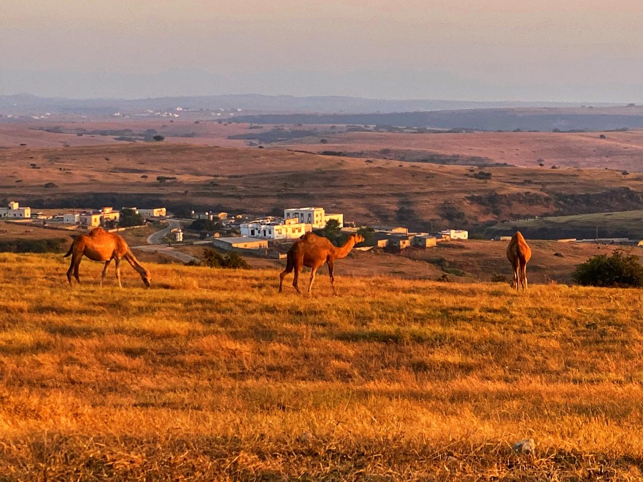 وسائل التواصل ساعدت في تداوله: دبرارتٌ.. فنٌ محلي من ظفار