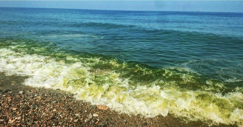 الزارعة تصدر توضيحًا حول تصبغ مياه البحر باللون الأخضر