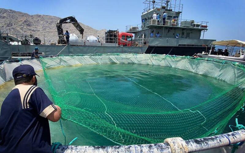 تقرير حديث: عُمان من أكبر منتجي الأسماك خليجيًا والنمو المتوقع أكثر من 5%