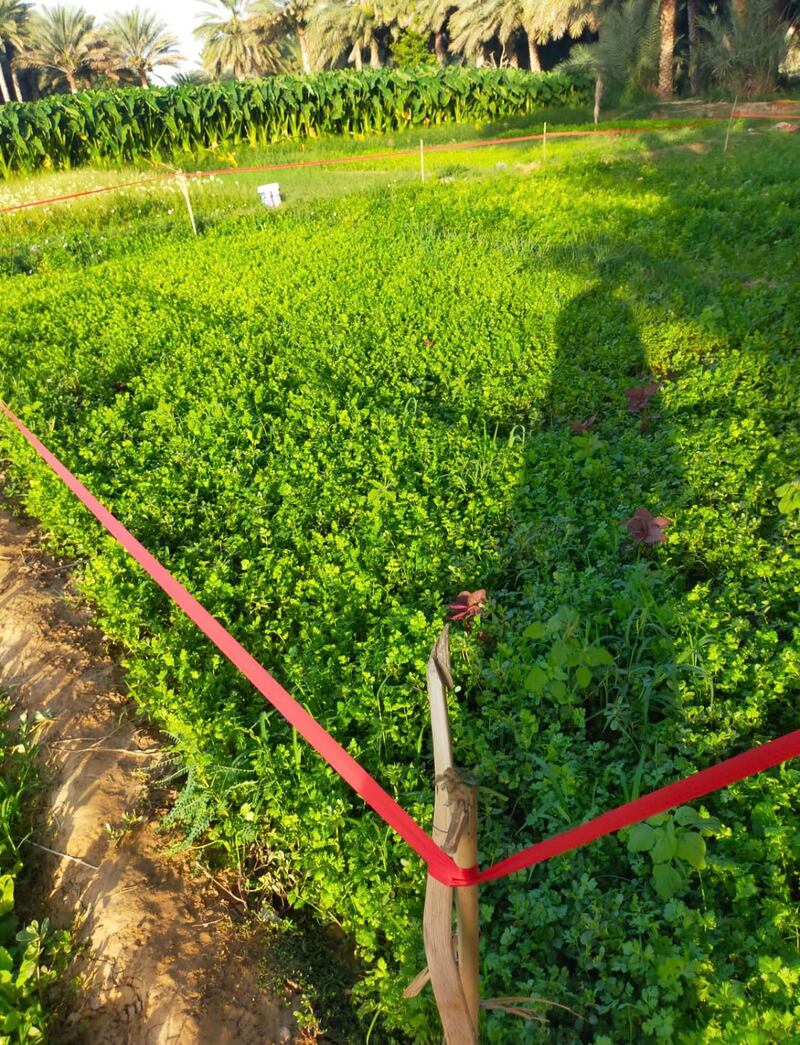 فحوصات تكشف وجود نسب مرتفعة لمبيدات في محاصيل زراعية