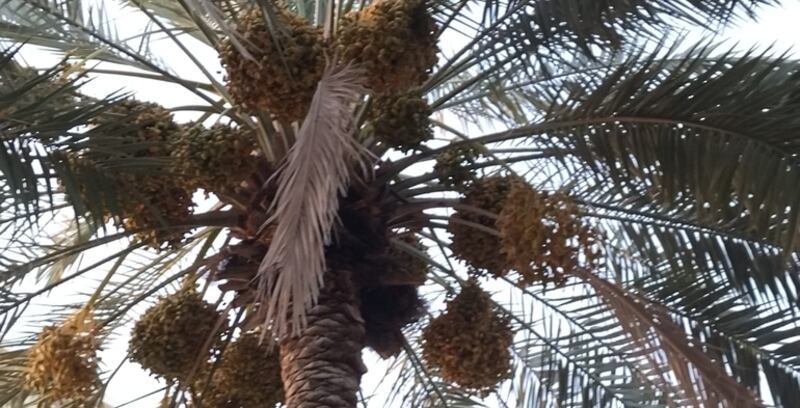 بدء موسم طناء النخيل؛ فماذا تعرف عنه؟