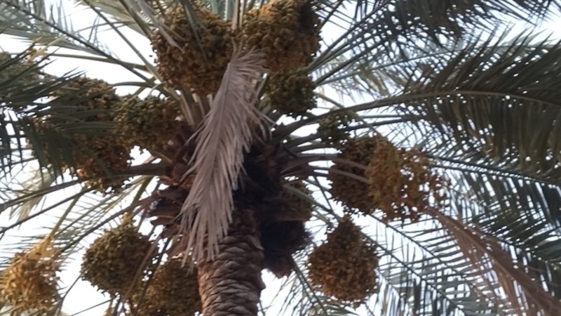 بدء موسم طناء النخيل؛ فماذا تعرف عنه؟