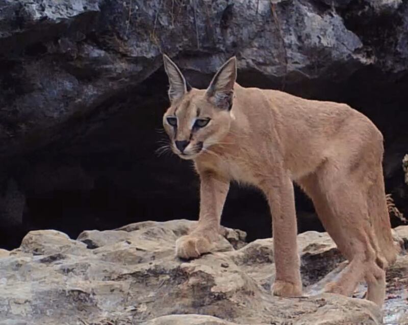 حكى عن قصته مع الأفاعي والذئاب: مصور عُماني يعشق تصوير الحيوانات ويرفض عروضًا من محطات عالمية