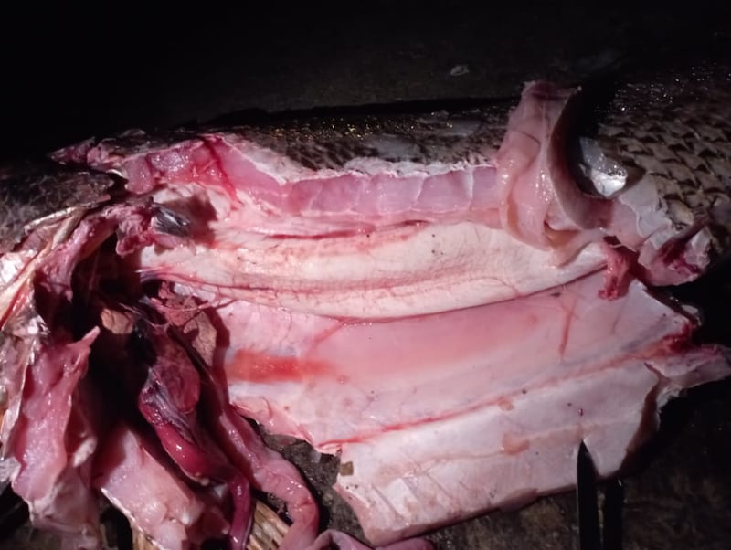 تستخدم طبيًا: مواطن يصطاد سمكة “صارف” النادرة؛ فماذا تعرّف عنها؟