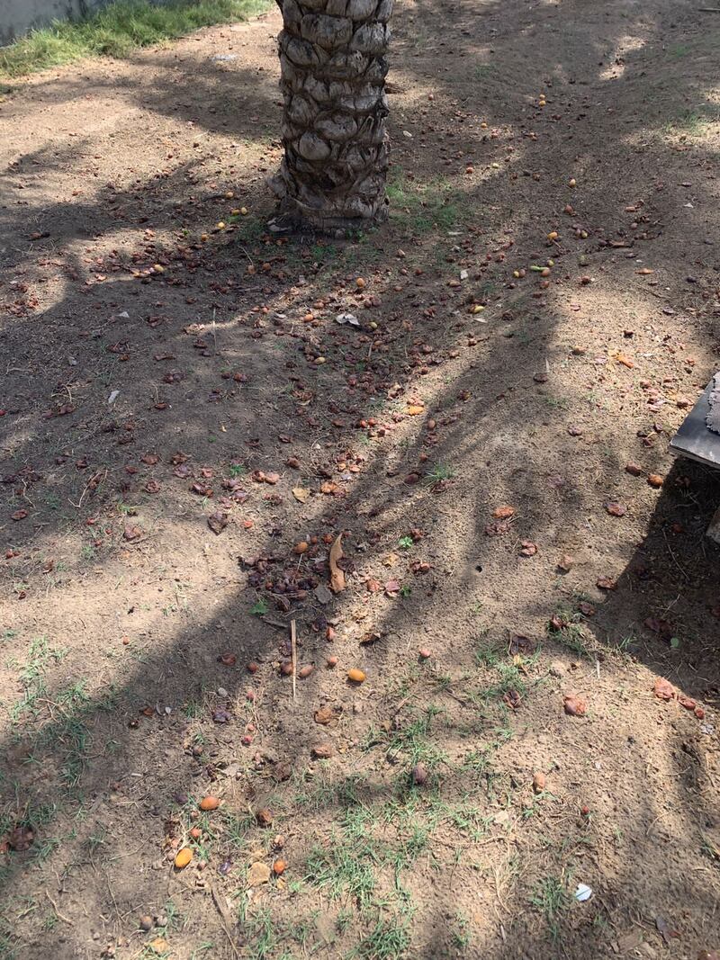 هل نحن كُفّار نعمة؟! …ثروة عظيمة تُداس بالأقدام