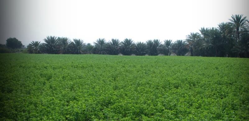 صُدِّر منه بنحو 8 ملايين ريال: ماذا تعرف عن “القت” في السلطنة؟