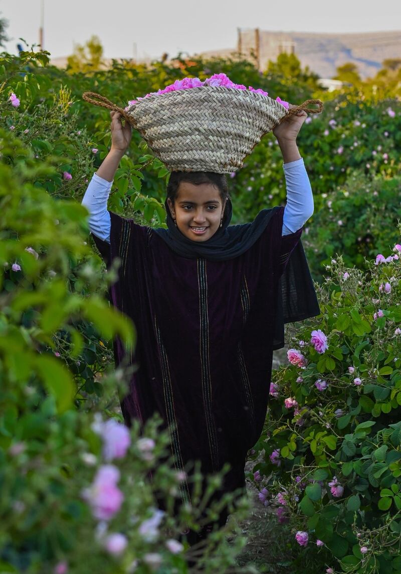 يستخدم في عدة صناعات: ماذا تعرف عن ورد الجبل الأخضر؟