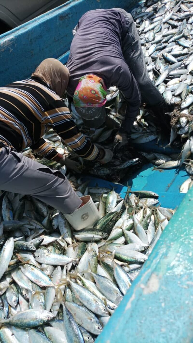 استنزاف العمالة السائبة للثروة السمكية متواصل والمناشدات مستمرة؛ فمتى تُوضَع الحلول؟