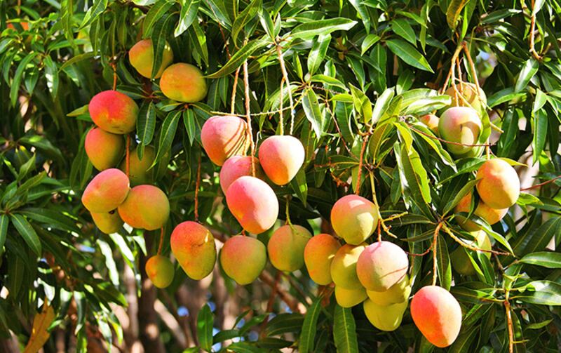 15 نوعا من المانجو أُنتجت في صحار، تعرف عليها