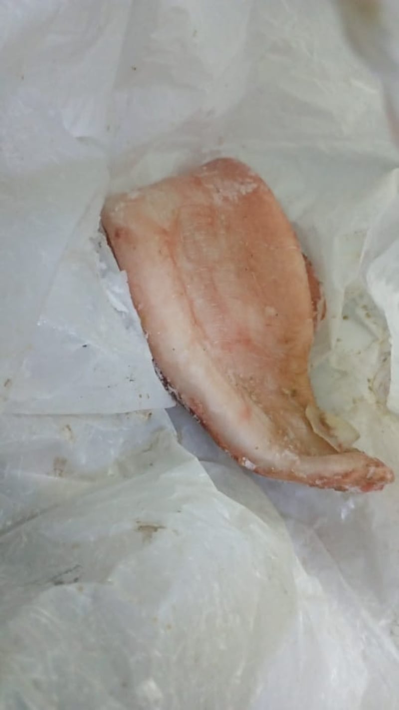 تستخدم طبيًا: مواطن يصطاد سمكة “صارف” النادرة؛ فماذا تعرّف عنها؟