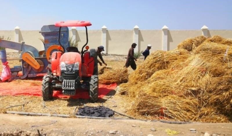 بدء حصاد القمح في السيب