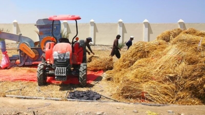 بدء حصاد القمح في السيب
