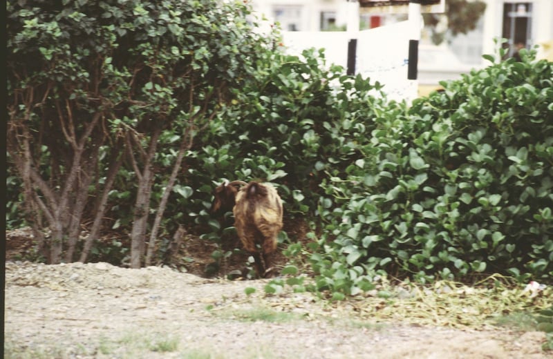 ما عقوبة ترك الحيوانات مهملة في الشوارع والأحياء السكنية؟