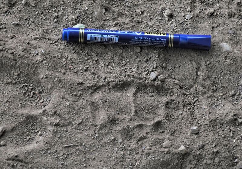 بالصور: دراسة جديدة تؤكد وجود النمر العربي في السلطنة