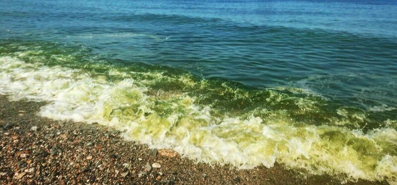 ما ظاهرة المد الأخضر التي تحدث في الدقم ومصيرة؟