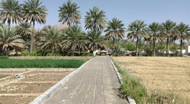 أهالي الحمراء يرصفون طرقًا بين المزارع لممارسة المشي