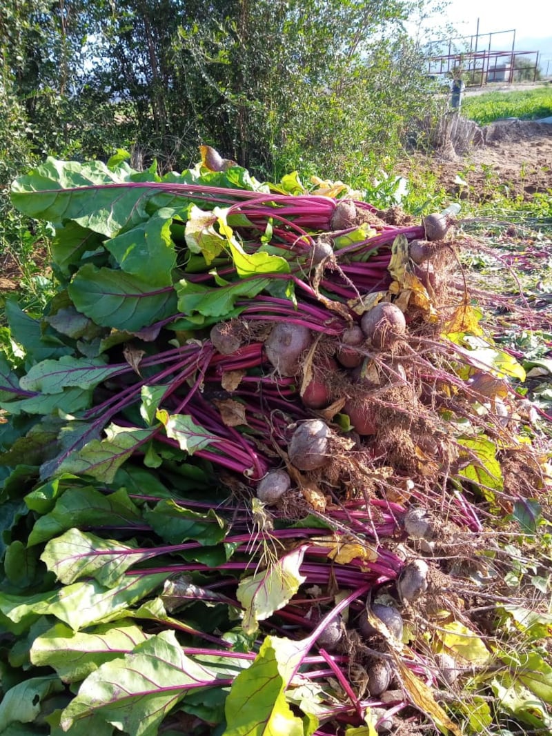 بالصور: تجربة مواطن في زراعة الشمندر