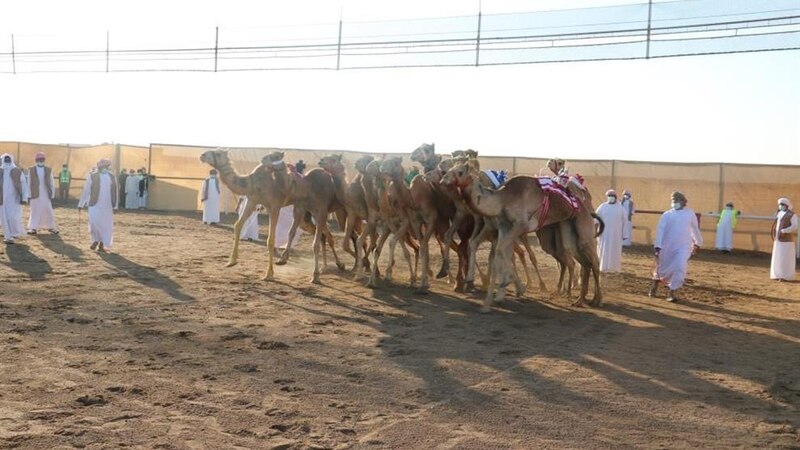 تعرّف على نتائج سباق اليوم من مهرجان البشائر السنوي للهجن
