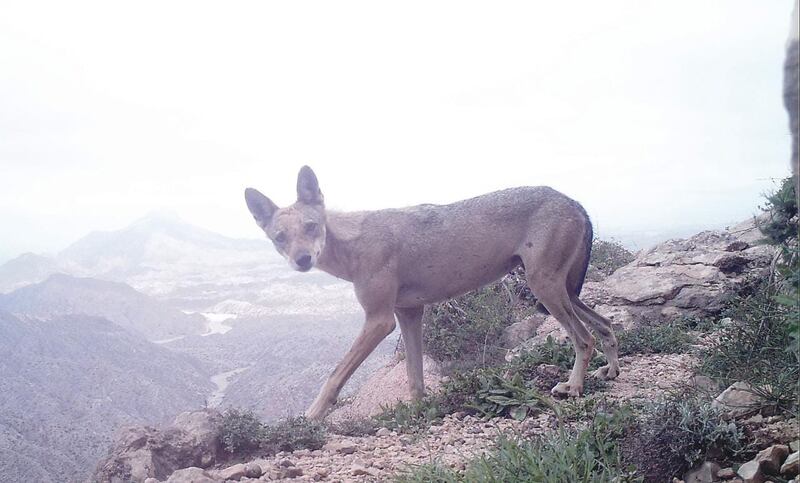 بالصور: ظهور “نادر” لأنثى النمر وشبلها في إحدى المحميات