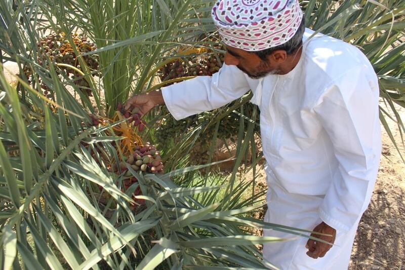 بدء تباشير القيظ في نزوى