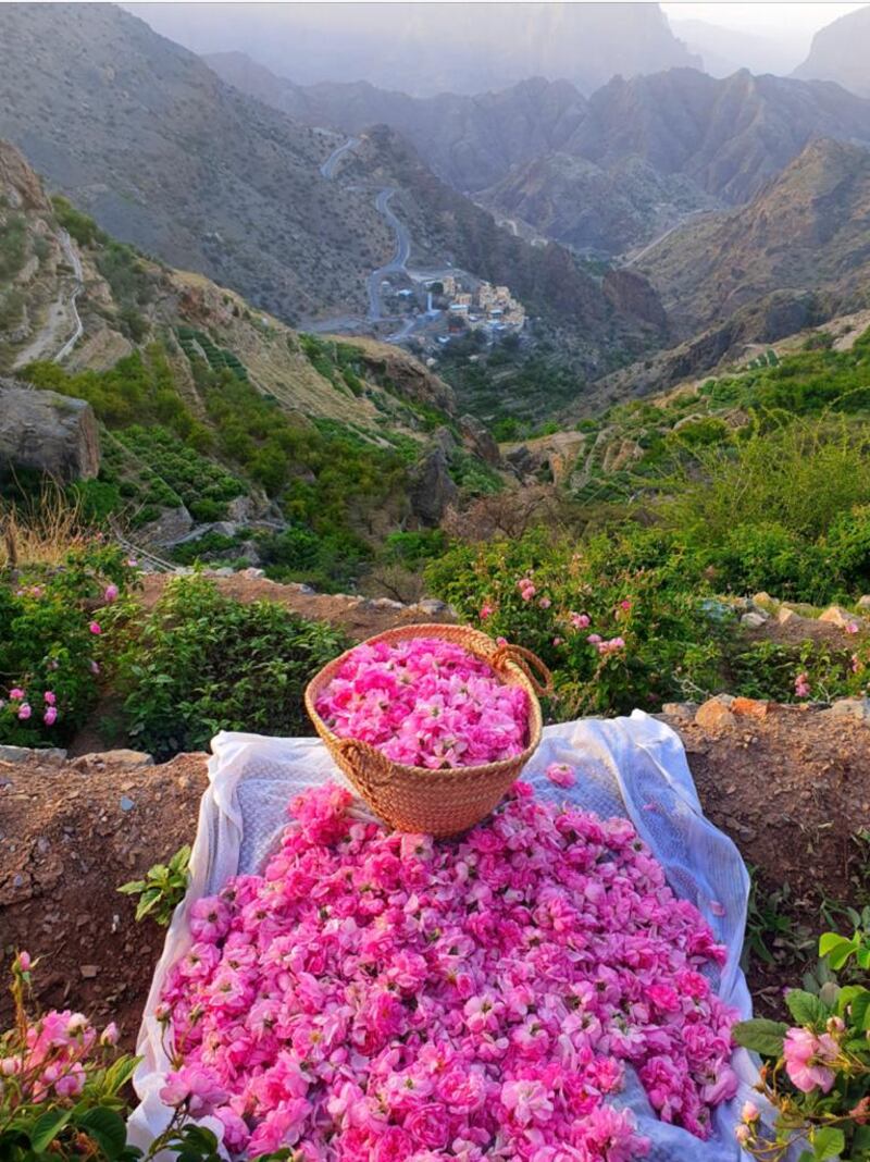 بالأرقام: الورد يغطي مدرجات الجبل الأخضر