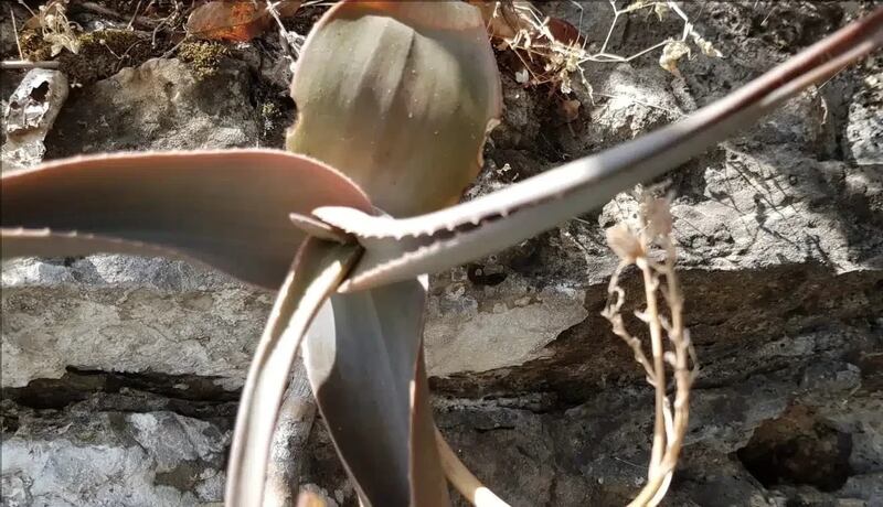 نوعان لها يوجدان في ظفار: ماذا تعرف عن “الألوة” واستخداماتها؟