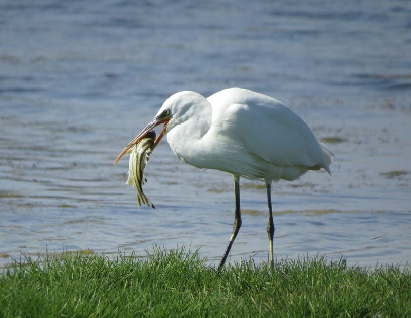 حكى عن قصته مع الأفاعي والذئاب: مصور عُماني يعشق تصوير الحيوانات ويرفض عروضًا من محطات عالمية