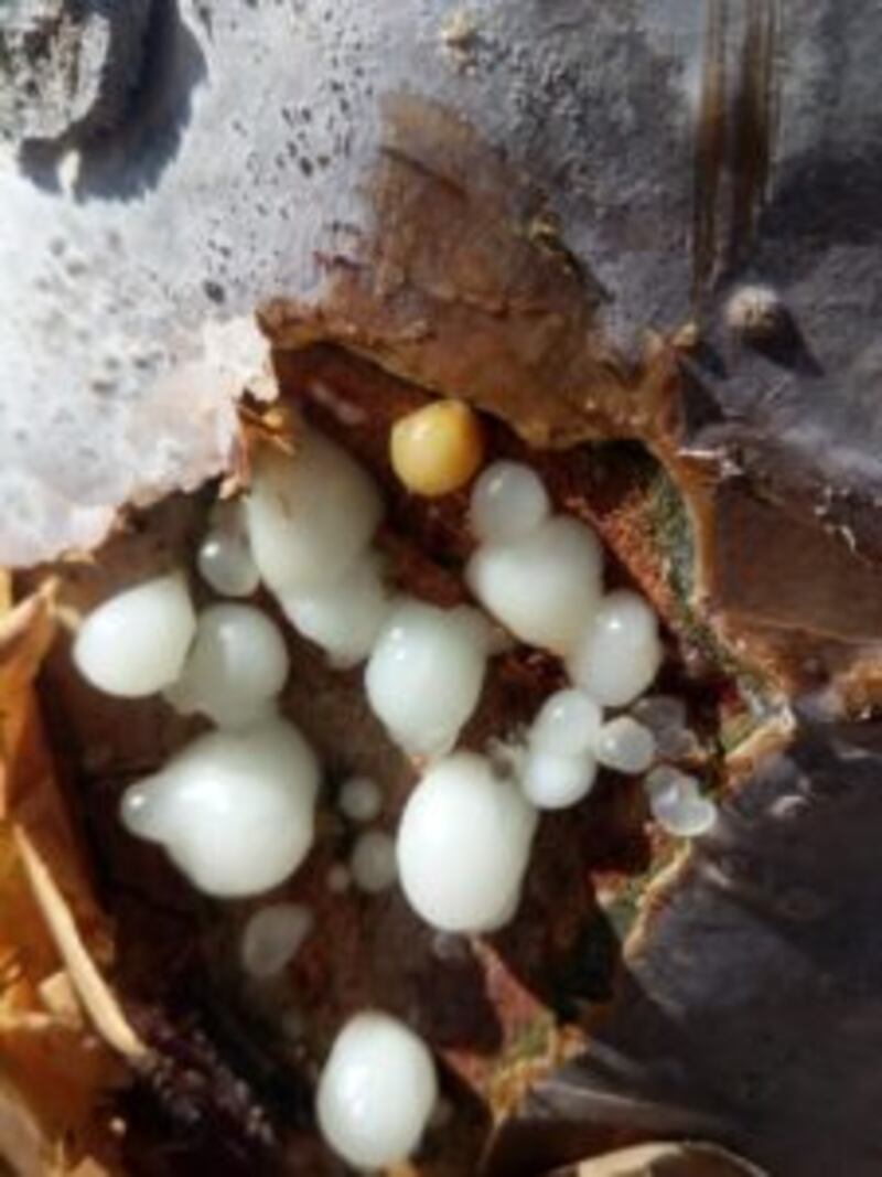 بالصور: حصاد اللبان برعاية السلطان