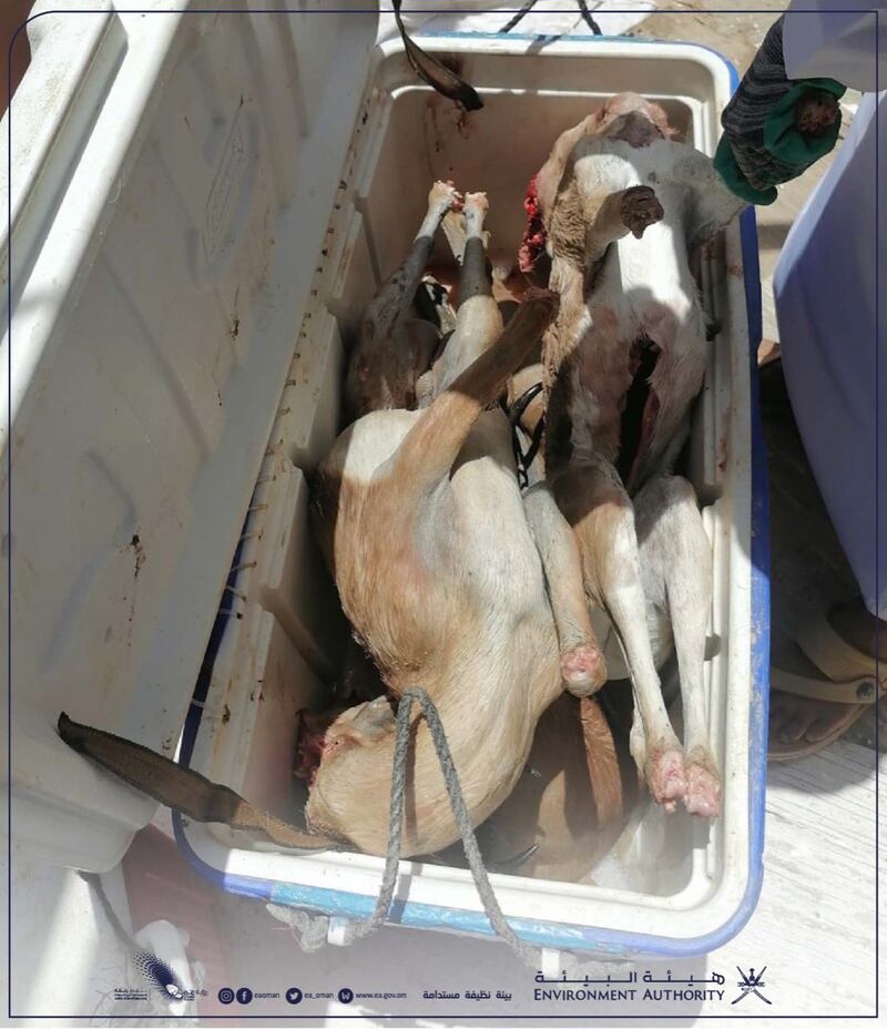 ما عقوبة الأشخاص الذين ضبط بحوزتهم غزلان برية؟