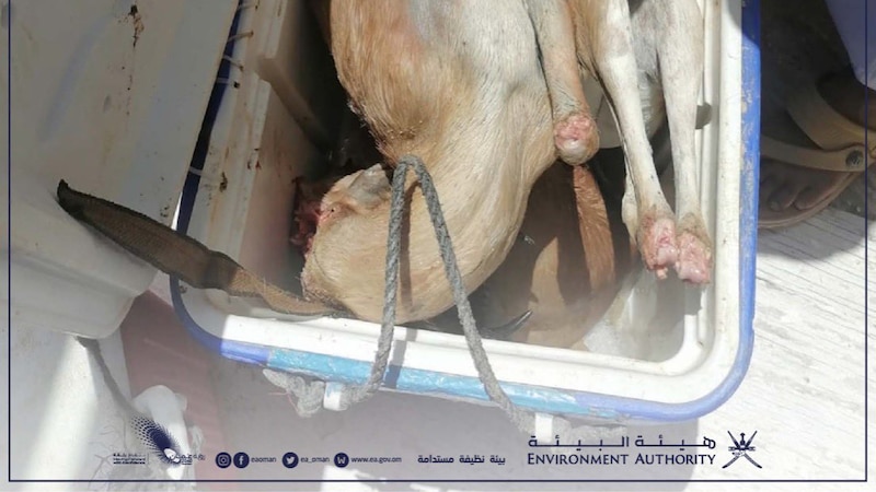 ما عقوبة الأشخاص الذين ضبط بحوزتهم غزلان برية؟