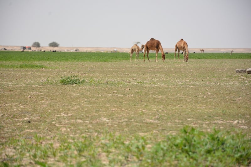 بالصور: “قوع الجوبة” قرية عُمانية يقصدها الزوار للراحة والاستجمام