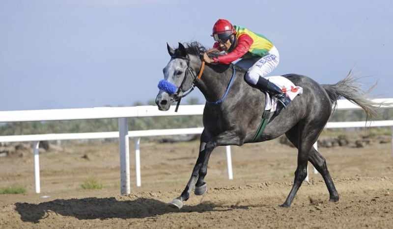 8 أشواط يشهدها مضمار الرحبة في انطلاقة السباق الأول للخيل بالسلطنة