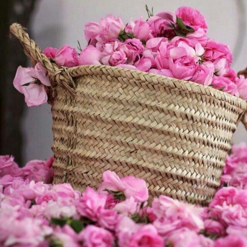 بالأرقام: الورد يغطي مدرجات الجبل الأخضر