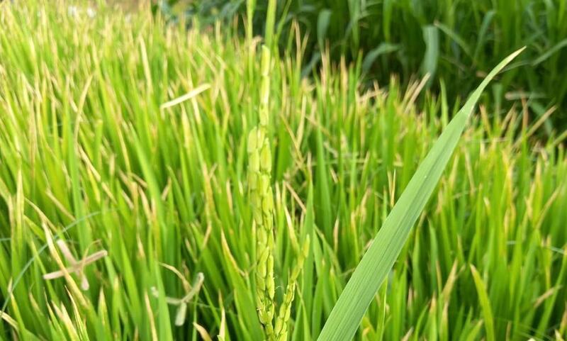 كيف تمكن حمير المعمري من زراعة الأرز؟