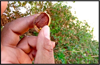 بلح الصحراء: دواء وغذاء؛ فماذا تعرف عنه؟