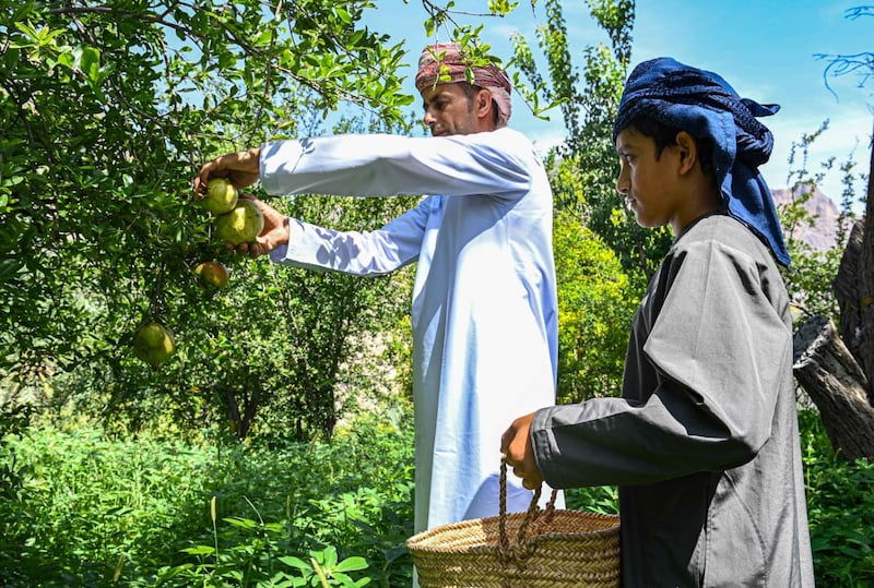 10 حبات بـ8 ريالات: بدء حصاد الرمان الجبلي