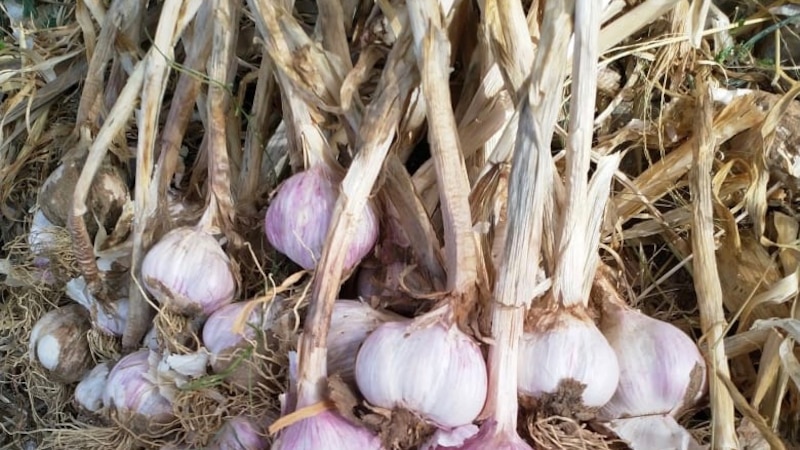 6000 ريال مردود الفدان منه: شاب يروي حكايته مع زراعة الثوم العُماني