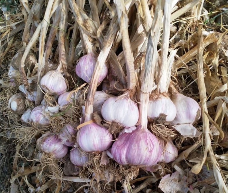 6000 ريال مردود الفدان منه: شاب يروي حكايته مع زراعة الثوم العُماني