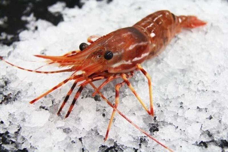 محجر بيطري مؤقت لأمهات الروبيان في بوشر