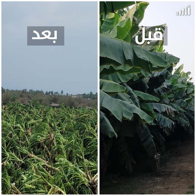 بالصور: “شاهين” يمحو مشروع مواطن حقق مردودًا جيدًا بزراعة أصناف عالمية من الموز